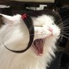 kittycathii